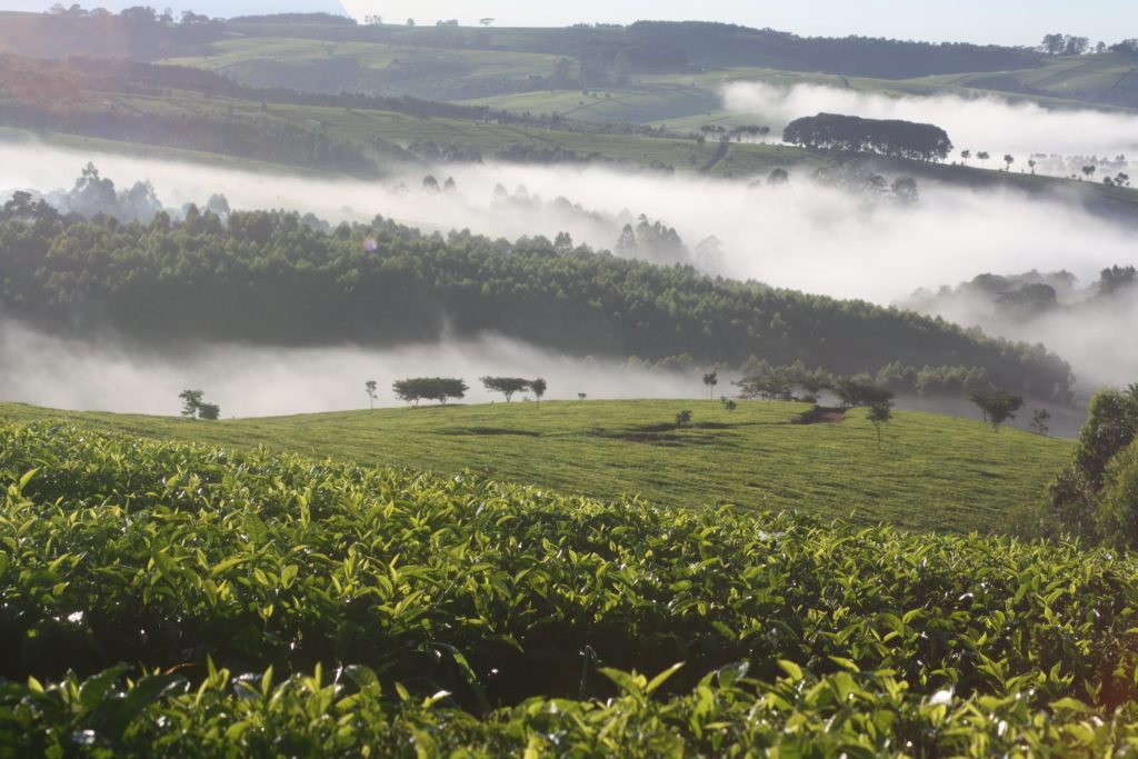 8640円 最旬ダウン ケニアの農園で栽培された茶葉を贅沢にブレンド 生産国:ケニア 商品サイズ:90×70×145mm 内容量:2.5g×50P 賞味期間:1080日